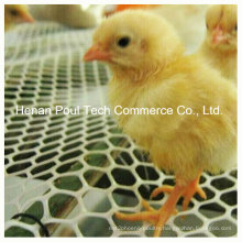 Chicken Farm Use Chick Floor